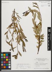 Foto von Salix triandra subsp. amygdalina (L.) Schübl. & G. Martens